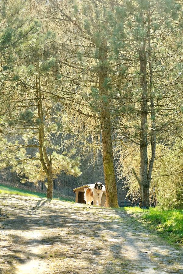 Agroturystyka Strzebielino Buitenkant foto